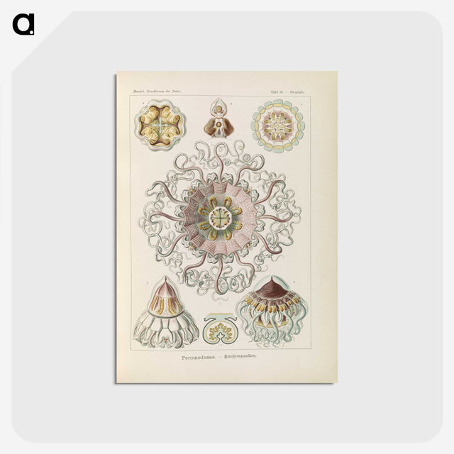2-69_Ernst-Haeckel_postcard