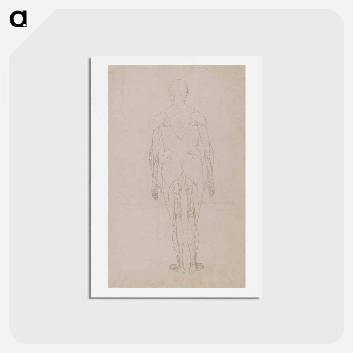 アートポストカード-Human Figure, Posterior View
 - ジョージ スタッブス Postcard.