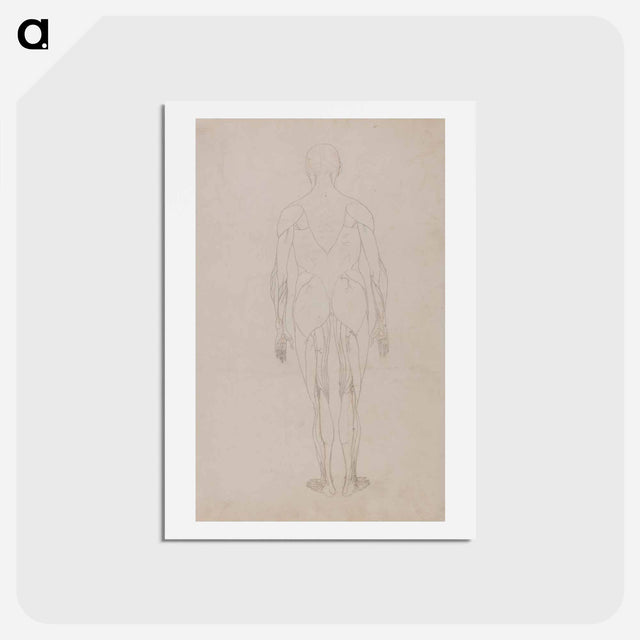アートポストカード-Human Figure, Posterior View
 - ジョージ スタッブス Postcard.