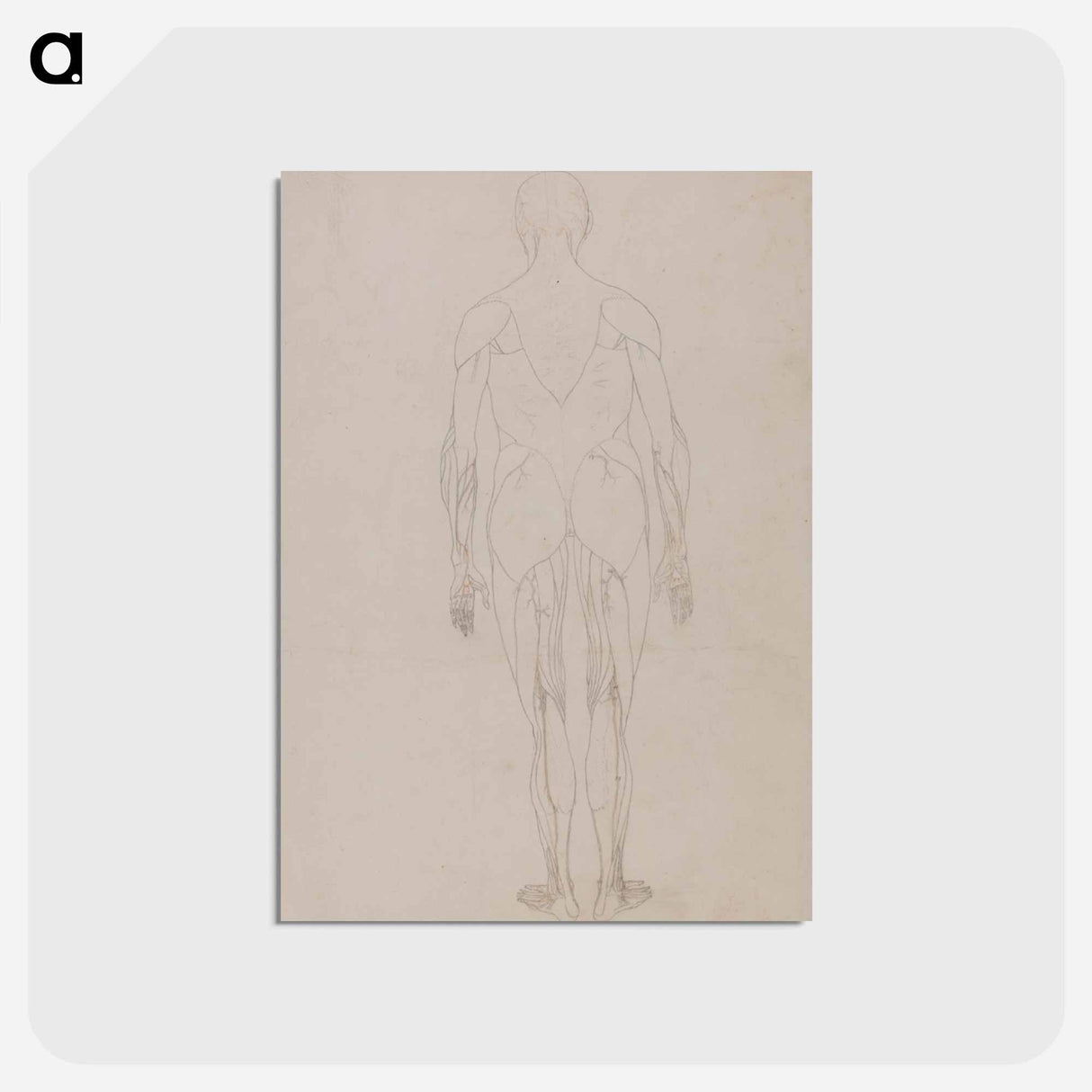 アートポストカード-Human Figure, Posterior View
 - ジョージ スタッブス Postcard.