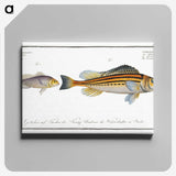2-69_Ichtyologie-ou-Histoire-naturelle_canvas