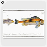 2-69_Ichtyologie-ou-Histoire-naturelle_picture-crop