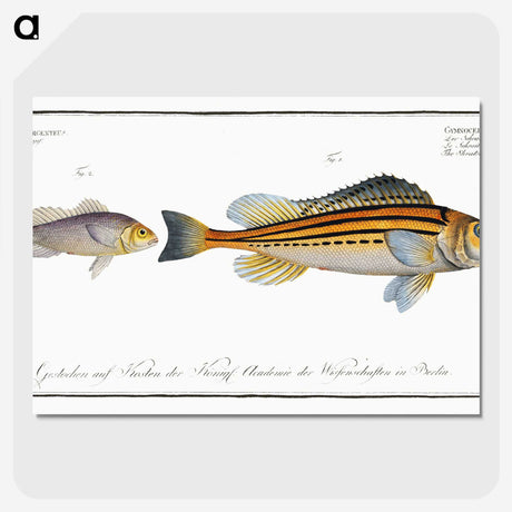 2-69_Ichtyologie-ou-Histoire-naturelle_picture-crop