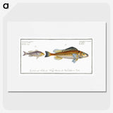 2-69_Ichtyologie-ou-Histoire-naturelle_picture