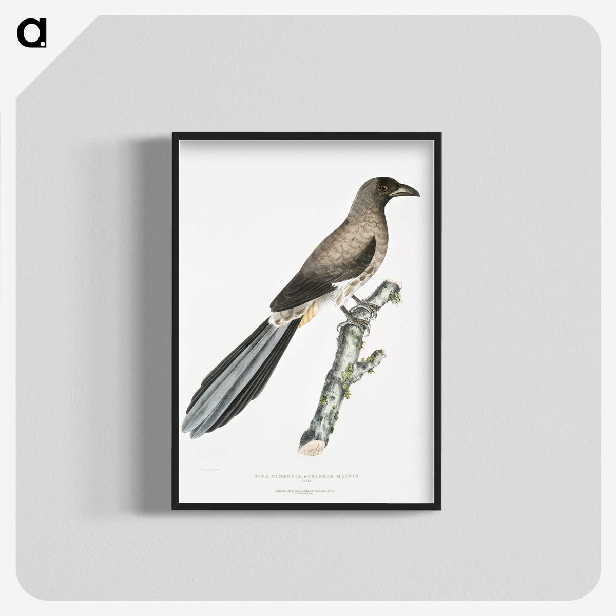 2-69_Indian-Zoology_blk-crop