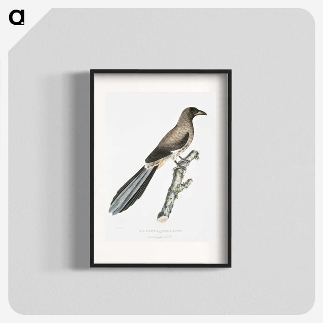 2-69_Indian-Zoology_blk