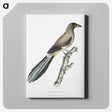 2-69_Indian-Zoology_canvas