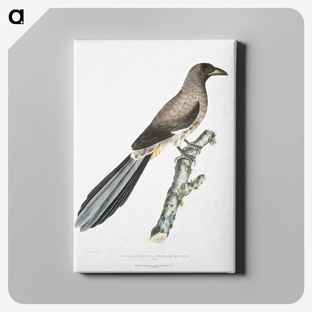 2-69_Indian-Zoology_canvas
