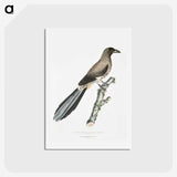 2-69_Indian-Zoology_hagaki