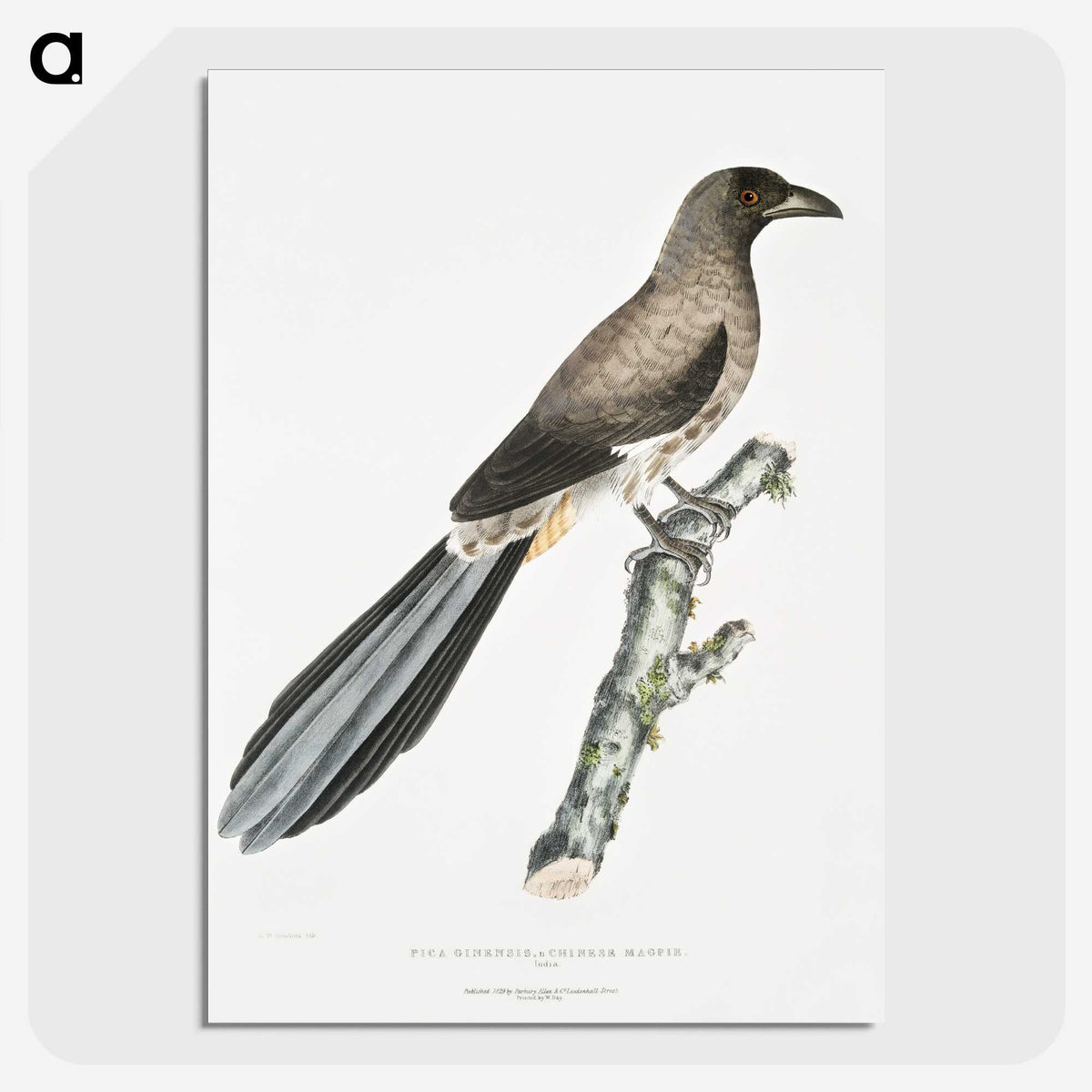 2-69_Indian-Zoology_picture-crop