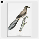 2-69_Indian-Zoology_picture-crop