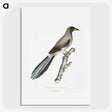2-69_Indian-Zoology_picture