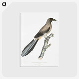 2-69_Indian-Zoology_postcard