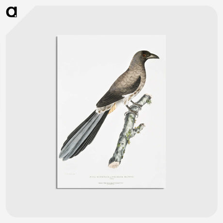 2-69_Indian-Zoology_postcard