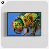 2-69_Insects-Unlocked-Project_blk-crop