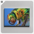 2-69_Insects-Unlocked-Project_canvas