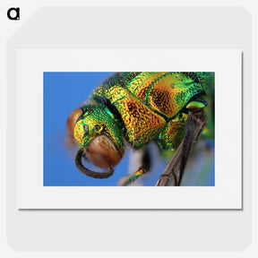 2-69_Insects-Unlocked-Project_picture