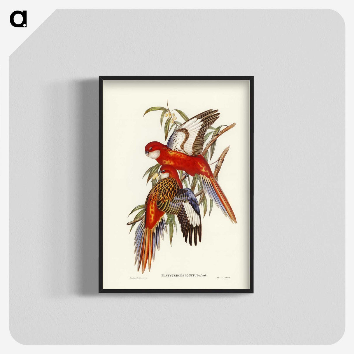 2-69_John-Gould_blk-crop