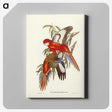 2-69_John-Gould_canvas
