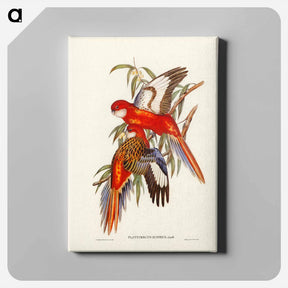 アートパネル-Fiery Parakeet
 - ジョン グールド Canvas.