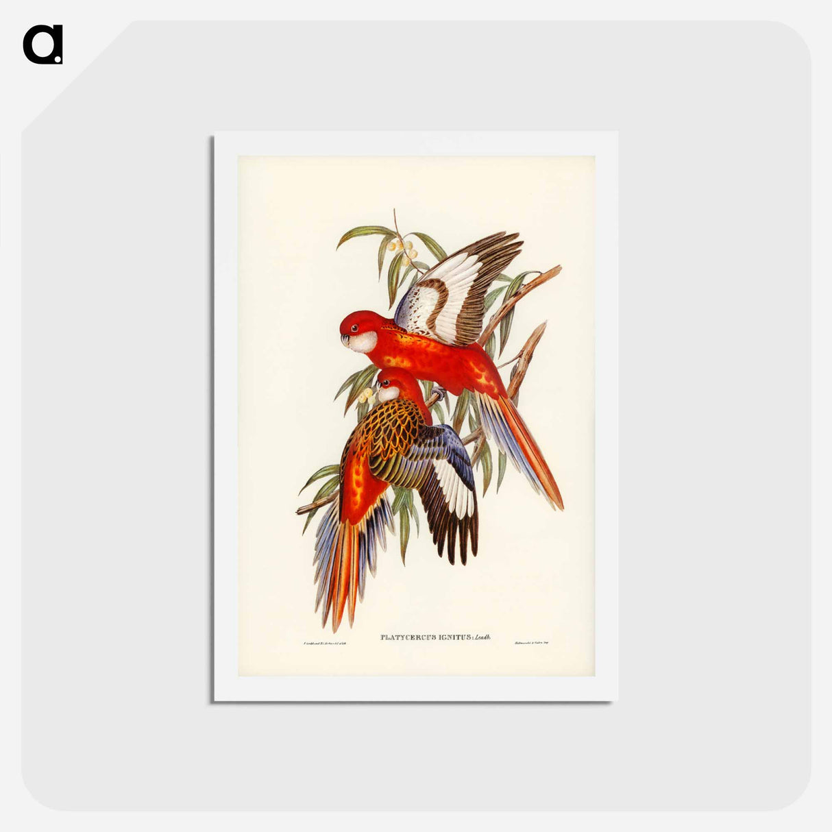 アートポストカード-Fiery Parakeet
 - ジョン グールド Postcard.