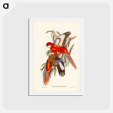 アートポストカード-Fiery Parakeet
 - ジョン グールド Postcard.