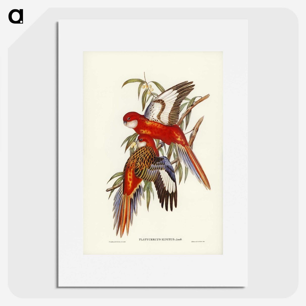 2-69_John-Gould_picture