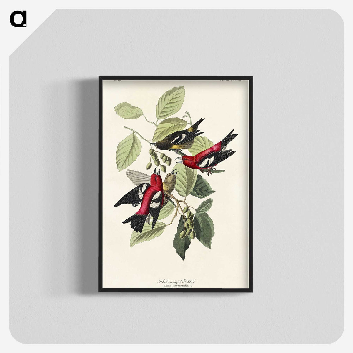 2-69_John-James-Audubon_blk-crop