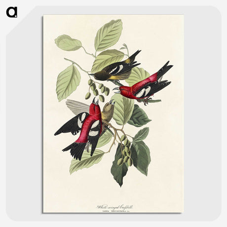 2-69_John-James-Audubon_picture-crop