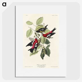 2-69_John-James-Audubon_picture