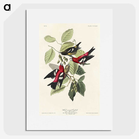 2-69_John-James-Audubon_picture