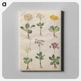 2-69_Maria-Sibylla-Merian_canvas