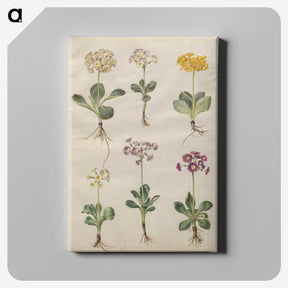 2-69_Maria-Sibylla-Merian_canvas