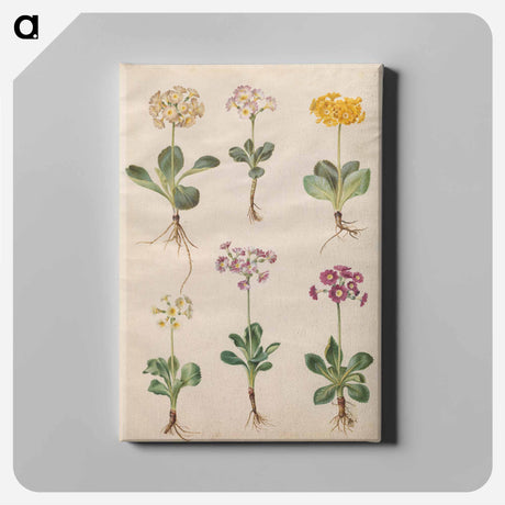 アートパネル-Primula ×pubescens Wulfen
 - マリア ジビーラ メーリアン Canvas.