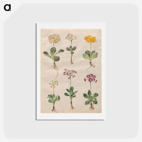 アートポストカード-Primula ×pubescens Wulfen
 - マリア ジビーラ メーリアン Postcard.