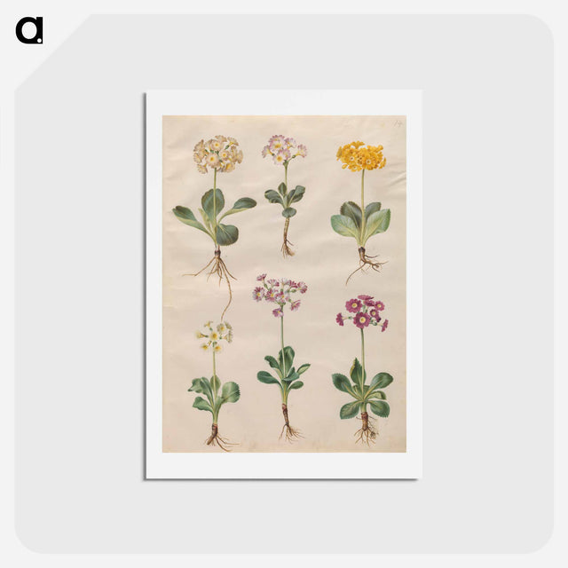 アートポストカード-Primula ×pubescens Wulfen
 - マリア ジビーラ メーリアン Postcard.