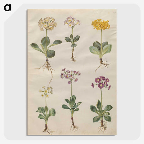2-69_Maria-Sibylla-Merian_picture-crop