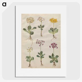 2-69_Maria-Sibylla-Merian_picture