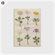2-69_Maria-Sibylla-Merian_postcard