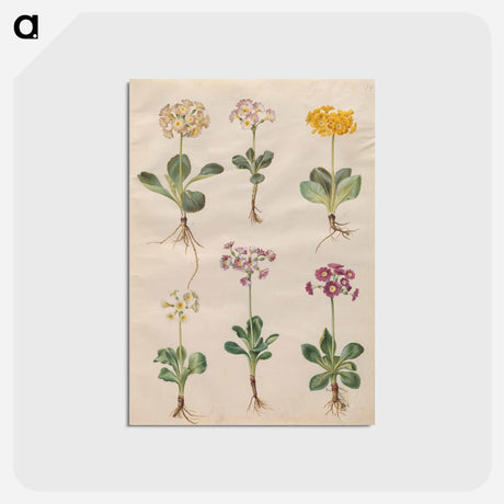 アートポストカード-Primula ×pubescens Wulfen
 - マリア ジビーラ メーリアン Postcard.