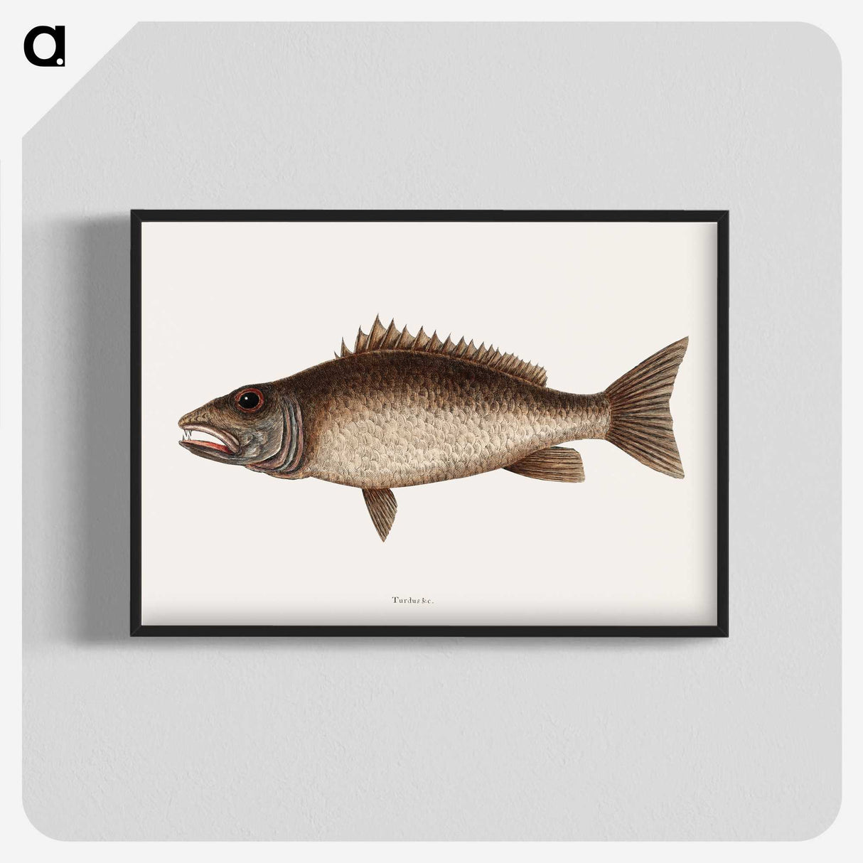 2-69_Mark-Catesby_blk-crop