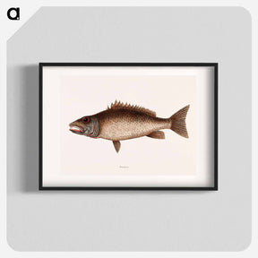 アートポスター-Mangrove Snapper
 - マーク ケイツビー Poster.