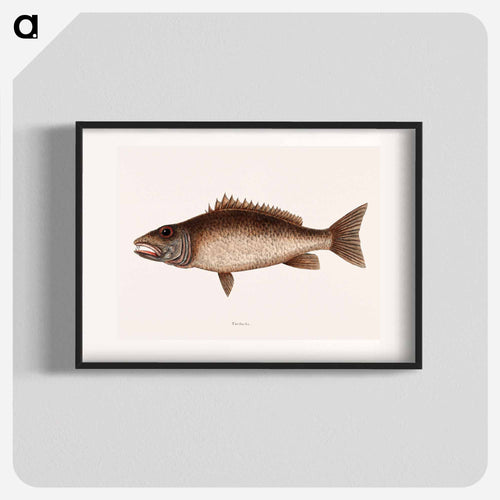 Mangrove Snapper
 - マーク ケイツビー Poster.