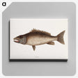 2-69_Mark-Catesby_canvas