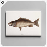 2-69_Mark-Catesby_canvas