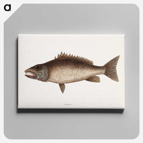 2-69_Mark-Catesby_canvas