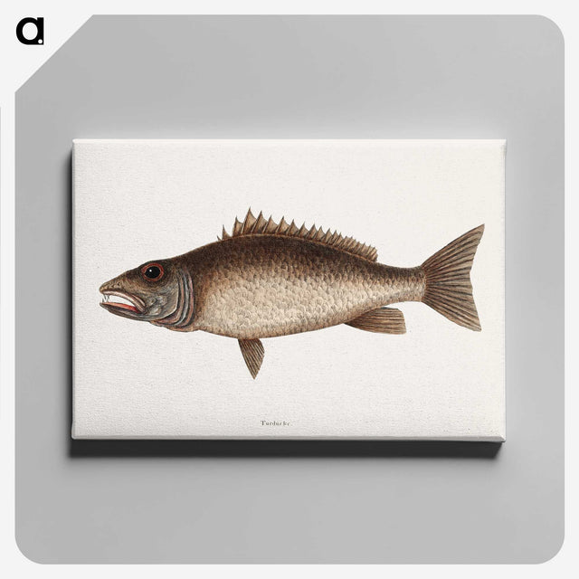 2-69_Mark-Catesby_canvas