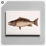 アートパネル-Mangrove Snapper
 - マーク ケイツビー Canvas.