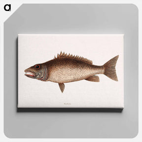アートパネル-Mangrove Snapper
 - マーク ケイツビー Canvas.