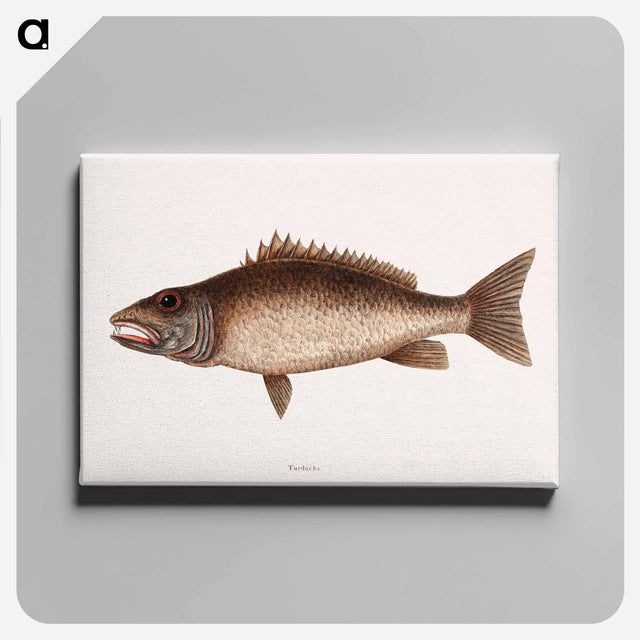 アートパネル-Mangrove Snapper
 - マーク ケイツビー Canvas.